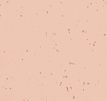 Линолеум Forbo Sphera Energetic 50231 rosebud фото 1 | FLOORDEALER